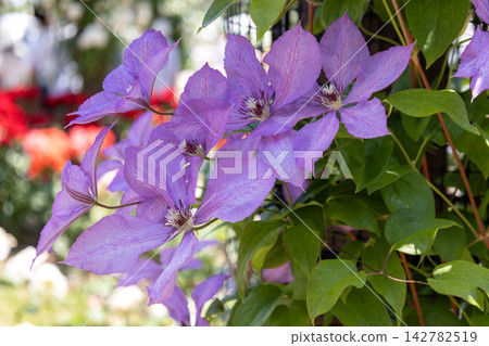 Large, beautifully blooming purple clematis flowers twined around the fence. Large, beautifully blooming purple clematis flowers twined around the fence. 142782519