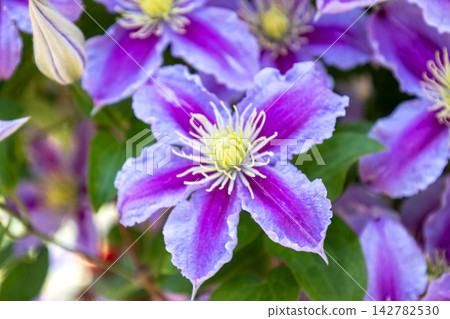 一張大型鐵線蓮（Clematis）的特寫照片，它有著美麗的紅紫色條紋。 142782530