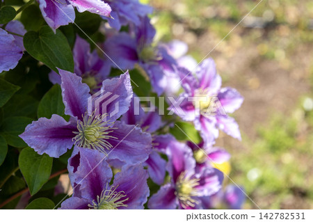 一張大型鐵線蓮(Clematis)的特寫照片,它有著美麗的紅紫色條紋。 一張大型鐵線蓮(Clematis)的特寫照片,它有著美麗的紅紫色條紋。 142782531