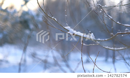 Birch branches covered with hoarfrost in winter forest under sunlight. Frozen tree twigs at sunset. Close up of rime frost on ice crystals during cold sunny morning for winter season nature concept. Birch branches covered with hoarfrost in winter forest under sunlight. Frozen tree twigs at sunset. Close up of rime frost on ice crystals during cold sunny morning for winter season nature concept. 142782574