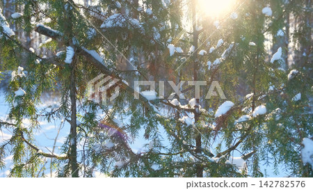 Delicate green juniper branches covered with fresh white snow ca Delicate green juniper branches covered with fresh white snow ca 142782576