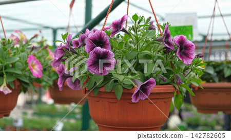 Hanging basket Petunia hybrida blooms dark purple violet, green lush foliage, terracotta pot, morning sun. Colorful vibrant flower arrangement. Beautiful blooming Petunias. Garden bokeh background Hanging basket Petunia hybrida blooms dark purple violet, green lush foliage, terracotta pot, morning sun. Colorful vibrant flower arrangement. Beautiful blooming Petunias. Garden bokeh background 142782605