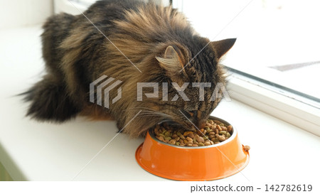 Grey cat sitting near orange bowl with dry food. Domestic long h Grey cat sitting near orange bowl with dry food. Domestic long h 142782619