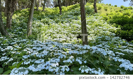 翠綠山坡上,白色繡球花競相綻放 <靜岡縣袋井市鶴井百合園> 翠綠山坡上,白色繡球花競相綻放 <靜岡縣袋井市鶴井百合園> 142782746