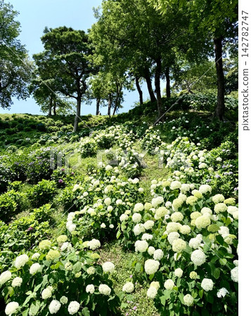 翠綠山坡上,白色繡球花競相綻放 <靜岡縣袋井市鶴井百合園> 翠綠山坡上,白色繡球花競相綻放 <靜岡縣袋井市鶴井百合園> 142782747