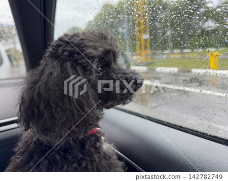 Cute black toy poodle sitting on owner lap inside car during a road trip, concept of traveling abroad with pets Cute black toy poodle sitting on owner lap inside car during a road trip, concept of traveling abroad with pets 142782749