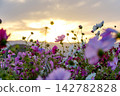 An autumn cosmos field and sky, shining in the backlight of the setting sun. An autumn cosmos field and sky, shining in the backlight of the setting sun. 142782828