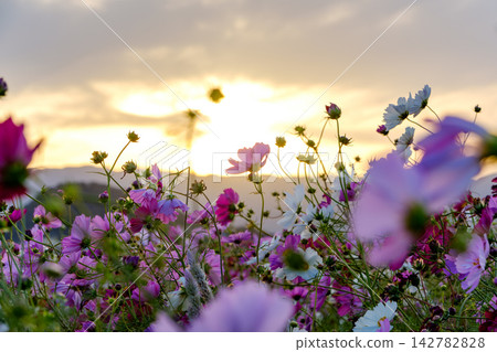 An autumn cosmos field and sky, shining in the backlight of the setting sun. An autumn cosmos field and sky, shining in the backlight of the setting sun. 142782828