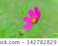 Vibrant, deep pink cosmos flowers, adorned with raindrops after the rain. Vibrant, deep pink cosmos flowers, adorned with raindrops after the rain. 142782829