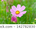 Pale pink cosmos flowers blooming against a backdrop of soft green. Pale pink cosmos flowers blooming against a backdrop of soft green. 142782830