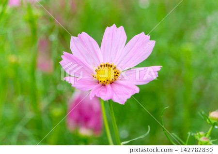 Pale pink cosmos flowers blooming against a backdrop of soft green. Pale pink cosmos flowers blooming against a backdrop of soft green. 142782830