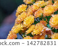 Small yellow and orange chrysanthemums bloom beautifully, adorned with water droplets. Small yellow and orange chrysanthemums bloom beautifully, adorned with water droplets. 142782831