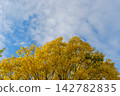 Under the autumn sky, trees with yellow leaves, a blue sky, and white clouds. Under the autumn sky, trees with yellow leaves, a blue sky, and white clouds. 142782835