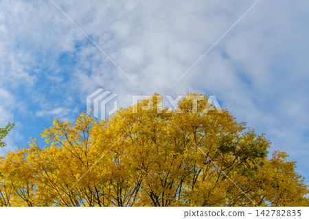 Under the autumn sky, trees with yellow leaves, a blue sky, and white clouds. Under the autumn sky, trees with yellow leaves, a blue sky, and white clouds. 142782835