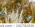 Pampas grass swaying in the wind against a backdrop of autumn-colored trees. Pampas grass swaying in the wind against a backdrop of autumn-colored trees. 142782836