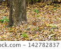 Fallen leaves and autumn trees spread around the trunk Fallen leaves and autumn trees spread around the trunk 142782837