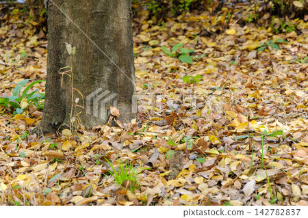 Fallen leaves and autumn trees spread around the trunk Fallen leaves and autumn trees spread around the trunk 142782837