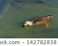 Mallard ducks swimming on the water's surface and the shadow of a large fish. Mallard ducks swimming on the water's surface and the shadow of a large fish. 142782838