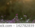 Pink cosmos flowers blooming quietly in the twilight. Pink cosmos flowers blooming quietly in the twilight. 142782839