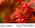 Maple leaves turning bright red in the sunlight, and the dappled autumn light filtering through the trees. Maple leaves turning bright red in the sunlight, and the dappled autumn light filtering through the trees. 142782849