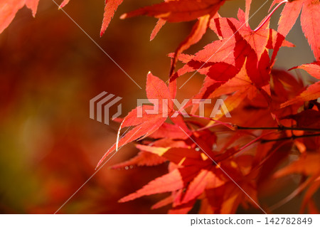 Maple leaves turning bright red in the sunlight, and the dappled autumn light filtering through the trees. Maple leaves turning bright red in the sunlight, and the dappled autumn light filtering through the trees. 142782849