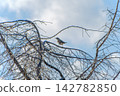 A thrush perched on a winter branch structure against a blue sky. A thrush perched on a winter branch structure against a blue sky. 142782850