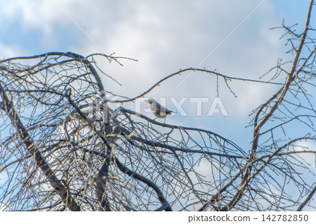A thrush perched on a winter branch structure against a blue sky. A thrush perched on a winter branch structure against a blue sky. 142782850