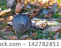 A turtle dove spends its time curled up on a fallen leaf. A turtle dove spends its time curled up on a fallen leaf. 142782851