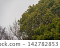 The deep green branches of evergreen and deciduous trees stand out against the cloudy sky. The deep green branches of evergreen and deciduous trees stand out against the cloudy sky. 142782853