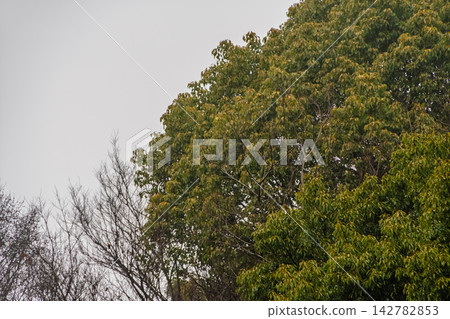 The deep green branches of evergreen and deciduous trees stand out against the cloudy sky. The deep green branches of evergreen and deciduous trees stand out against the cloudy sky. 142782853