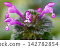 A macro photograph of the small, deep pink flowers of Lamium amplexicaule. A macro photograph of the small, deep pink flowers of Lamium amplexicaule. 142782854