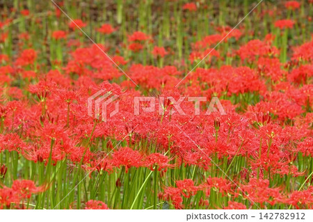 公園裡盛開的蜘蛛百合:千葉縣八千代市村上綠地公園-八千代蜘蛛百合節 公園裡盛開的蜘蛛百合:千葉縣八千代市村上綠地公園-八千代蜘蛛百合節 142782912