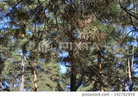 Forest, coniferous trees - pines Forest, coniferous trees - pines 142782959