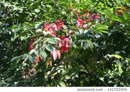 Tree with red and green leaves Tree with red and green leaves 142783009