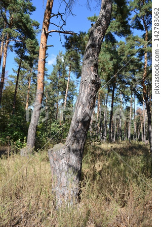 Forest trees and plants - pine trees, landscaped natural area Forest trees and plants - pine trees, landscaped natural area 142783062
