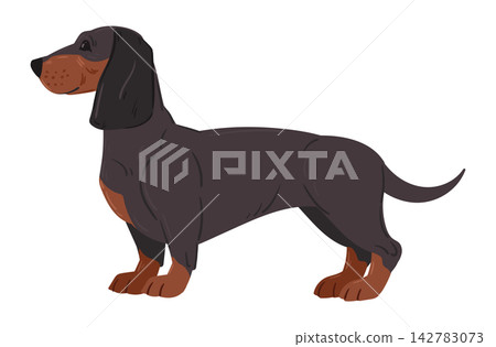 Dachshund dog. Short legged dachshund standing in side profile flat vector illustration. Small dog breed isolated on white background Dachshund dog. Short legged dachshund standing in side profile flat vector illustration. Small dog breed isolated on white background 142783073