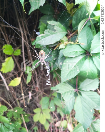 The common cross spider (Araneus diadematus) The common cross spider (Araneus diadematus) 142783094