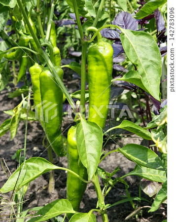 Unripe Green Kapya Peppers Growing on Plant Unripe Green Kapya Peppers Growing on Plant 142783096