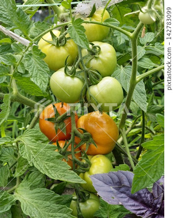 Green and Orange Tomatoes Ripening on the Vine Green and Orange Tomatoes Ripening on the Vine 142783099