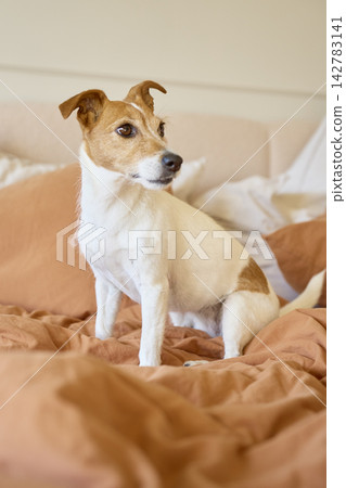 Jack Russell terrier sitting on bed with orange blanket and pillows, looking to side Jack Russell terrier sitting on bed with orange blanket and pillows, looking to side 142783141