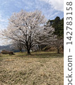 Cherry blossoms in full bloom and a blue sky at Minagawa Castle Ruins Park. 142783158