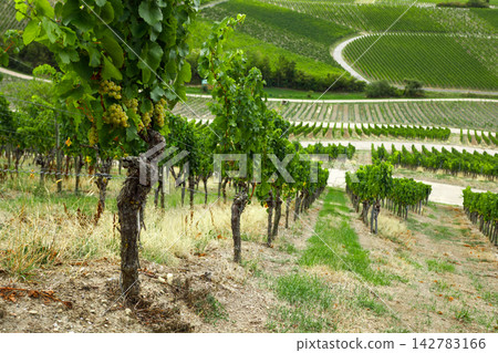 Vineyard landscape view with green rows of grapevines on rolling agricultural hills Vineyard landscape view with green rows of grapevines on rolling agricultural hills 142783166