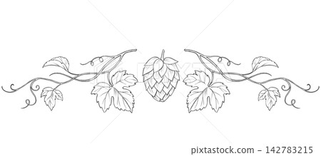 Hand-drawn illustration of a hop vine horizontal divider Hand-drawn illustration of a hop vine horizontal divider 142783215