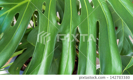Green Monstera deliciosa leaf. Veins and perforations on large tropical leaf. Tropical houseplant concept, botanical background, Green Monstera deliciosa leaf. Veins and perforations on large tropical leaf. Tropical houseplant concept, botanical background, 142783380