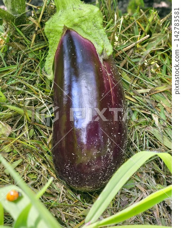 Ripe Purple Eggplant Growing in Vegetable Garden 142783581
