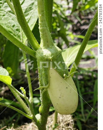 Young White Eggplant Fruit Developing on Plant Young White Eggplant Fruit Developing on Plant 142783584