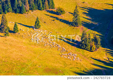 fir trees on a meadow down the will to coniferous forest in mountains of Romania. herd of sheep grazing on a hillside on sunny evening. Apuseni natural park fir trees on a meadow down the will to coniferous forest in mountains of Romania. herd of sheep grazing on a hillside on sunny evening. Apuseni natural park 142783728