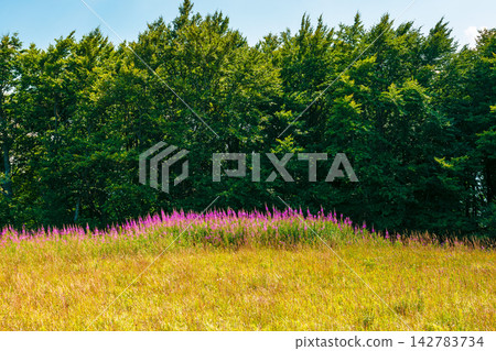 fireweed bloom on the meadow near beech forest. wild purple herb in Carpathian mountains on a late summer day fireweed bloom on the meadow near beech forest. wild purple herb in Carpathian mountains on a late summer day 142783734