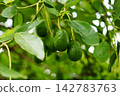 Avocado tree (Persea americana). Developing green fruits with water droplets hanging from a branch among lush foliage 142783763