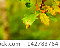 Close-up of English oak leaves (Quercus robur) turning autumn colors on a branch against a blurred green forest background 142783764